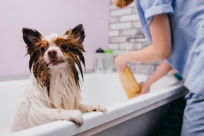 Pet Grooming and Pet Sitting Insurance in Escondido, CA by Tricolor Insurance Services