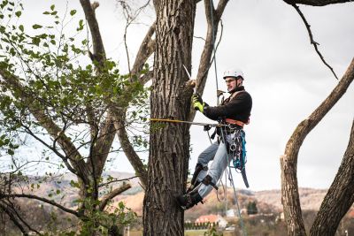 Tree Trimming Insurance in Escondido, CA by Tricolor Insurance Services